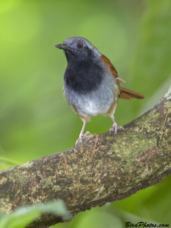 White-bellied Antbird