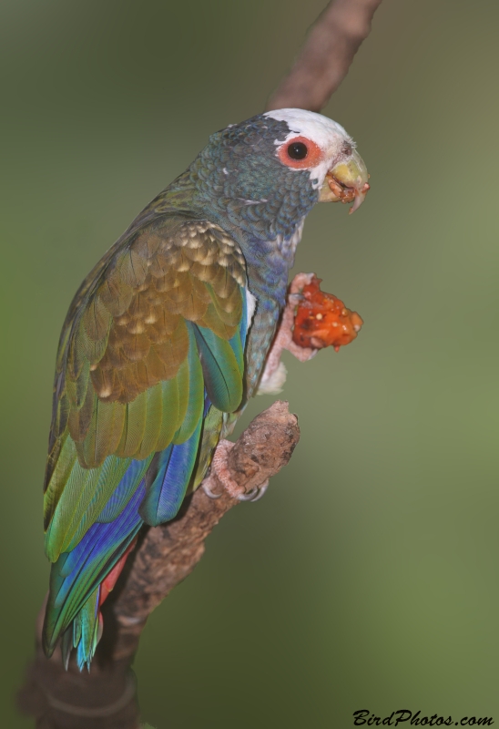 White-crowned Parrot