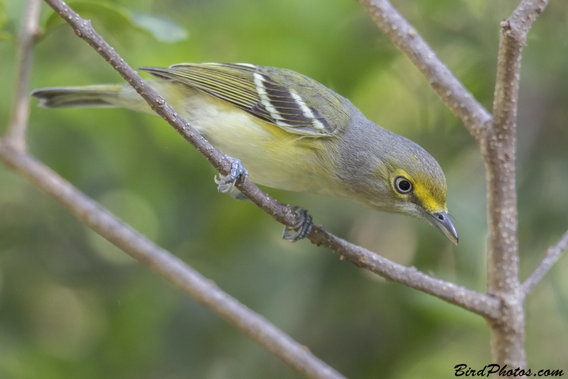 White-eyed Vireo