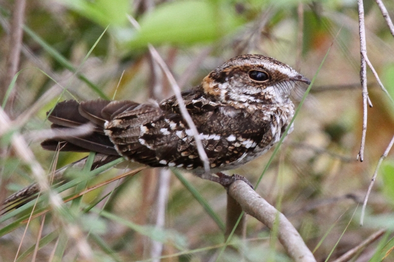 White-tailed Nightjar