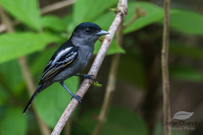 White-winged Becard