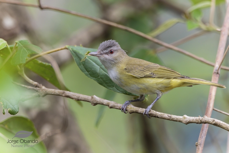 Yellow-green Vireo