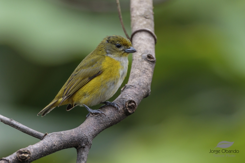 Yellow-throated Euphonia