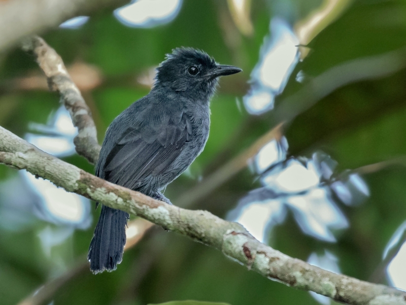 Acre Antshrike