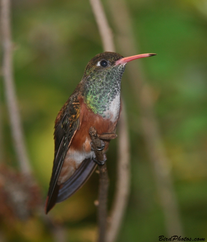 Amazilia Hummingbird