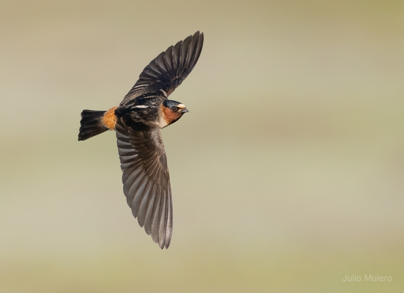 American Cliff Swallow