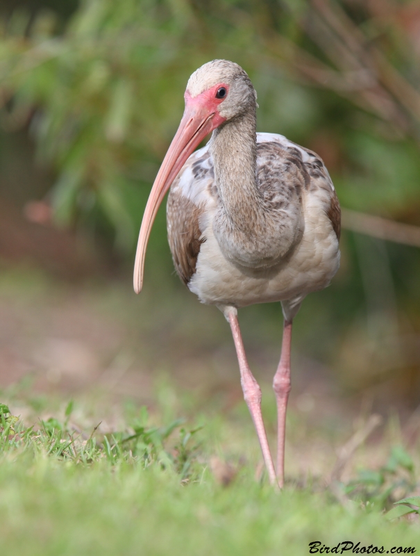 American White Ibis