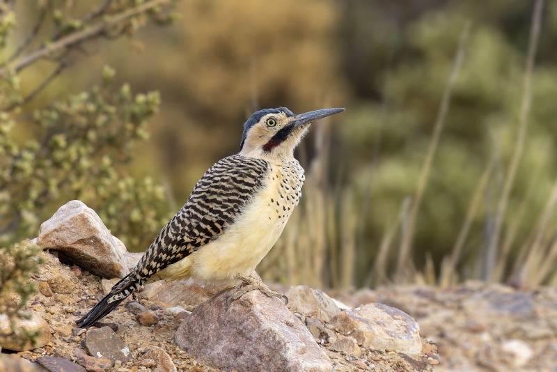 Andean Flicker