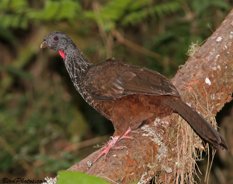 Andean Guan