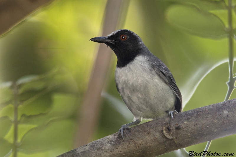 Ash-breasted Antbird