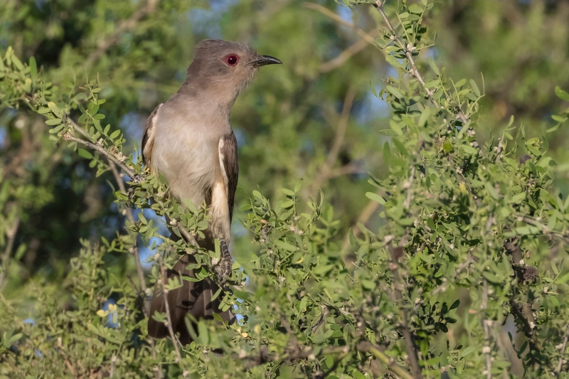 Ash-colored Cuckoo