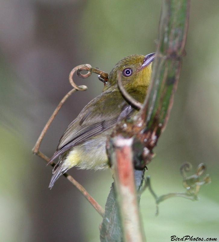 Band-tailed Manakin