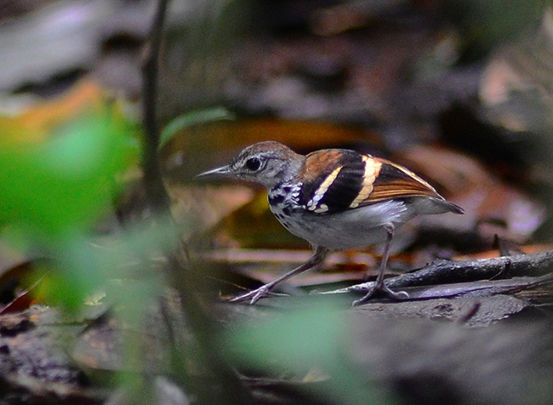 Banded Antbird