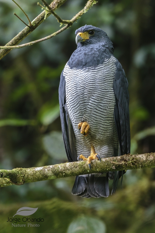 Barred Hawk