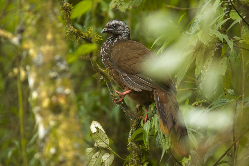 Bearded Guan