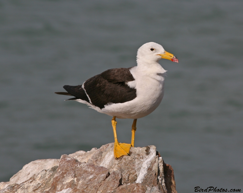 Belcher's Gull