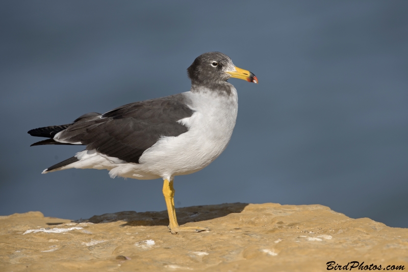 Belcher's Gull