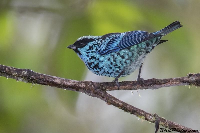 Beryl-spangled Tanager