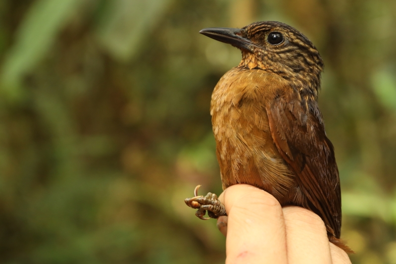 Black-billed Treehunter