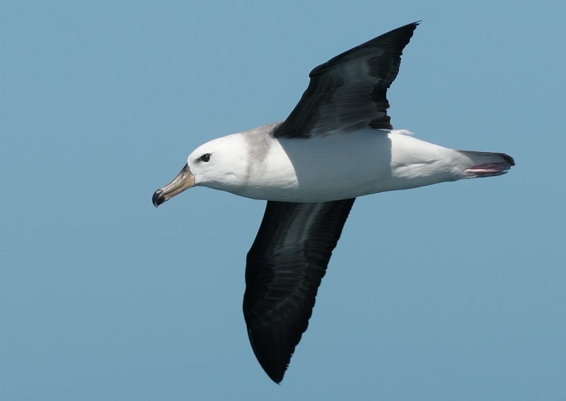 Black-browed Albatross