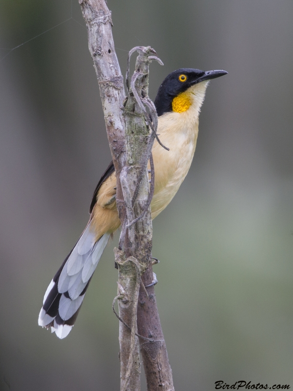 Black-capped Donacobius