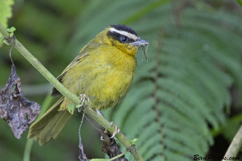 Black-capped Hemispingus