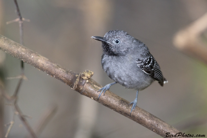 Black-chinned Antbird