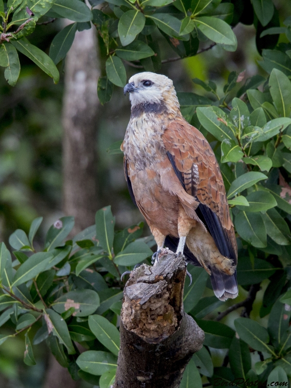 Black-collared Hawk