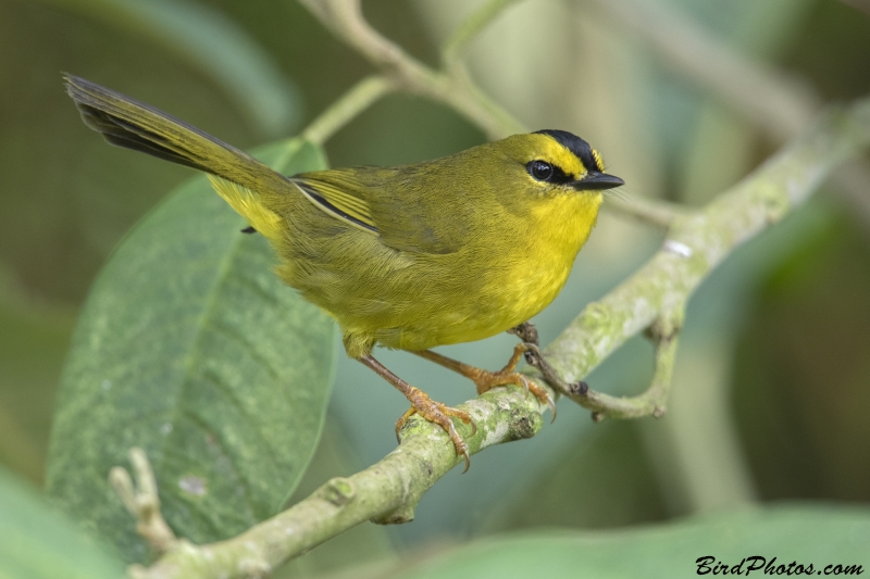 Black-crested Warbler