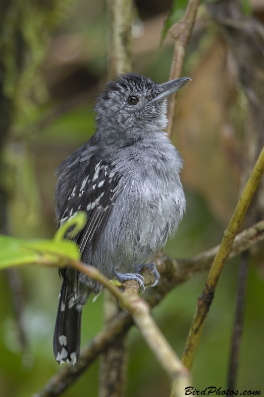 Black-crowned Antshrike