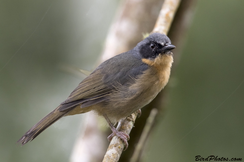 Black-eared Hemispingus