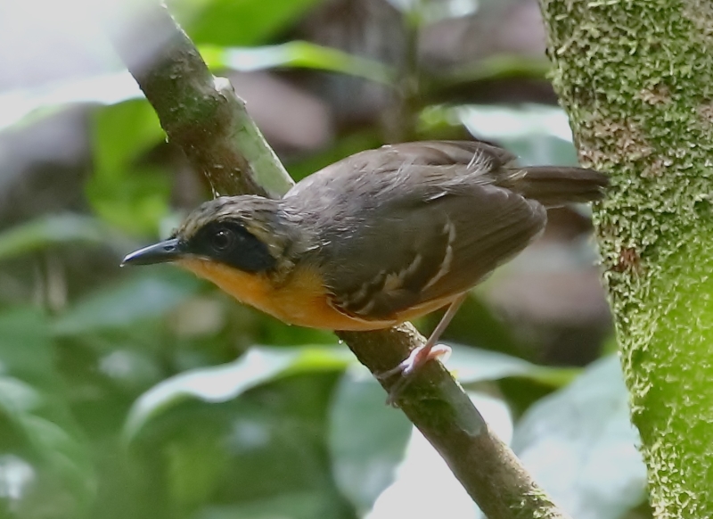 Black-faced Antbird