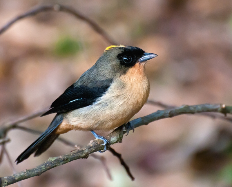 Black-goggled Tanager