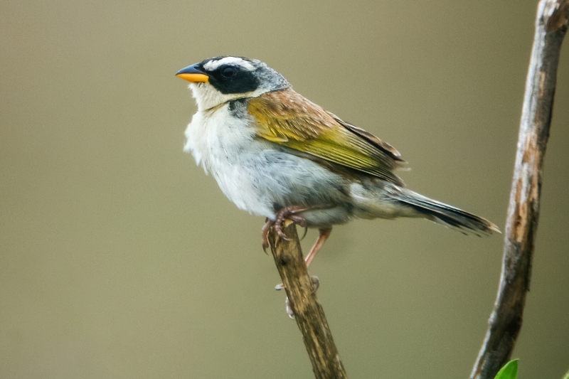 Black-masked Finch