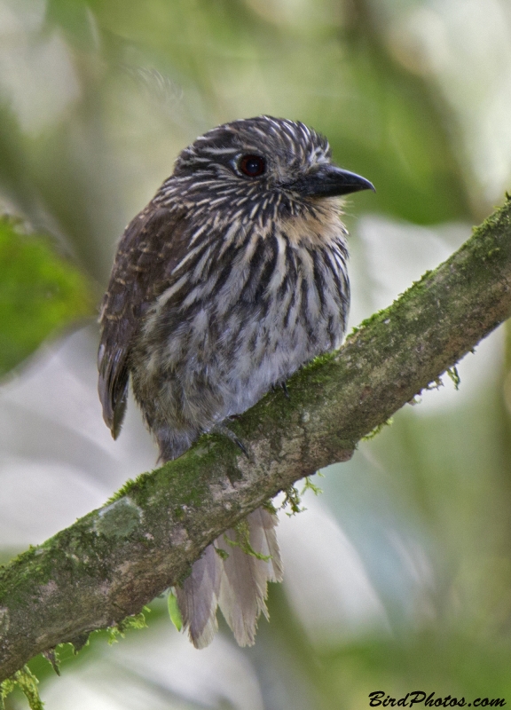 Black-streaked Puffbird