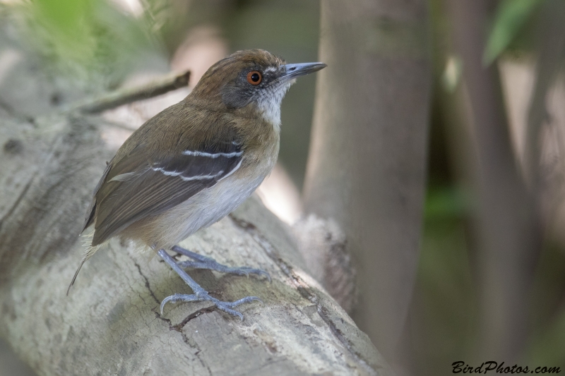 Black-tailed Antbird