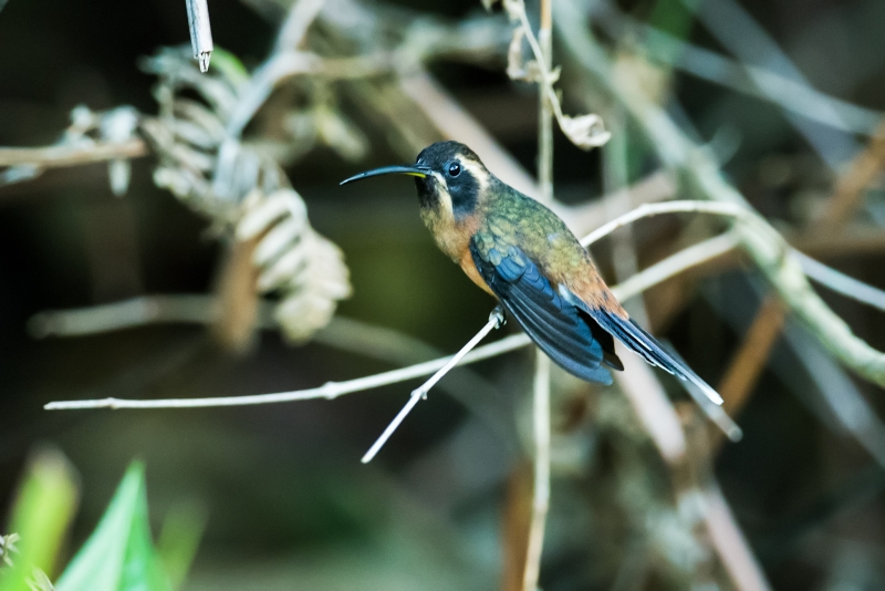 Black-throated Hermit