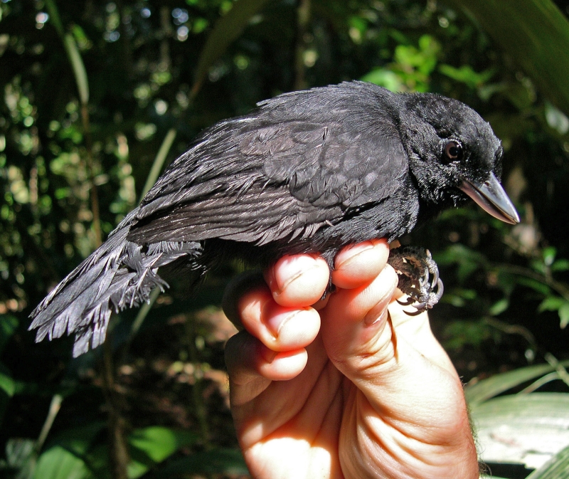 Black Bushbird