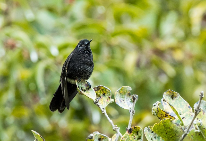 Black Metaltail