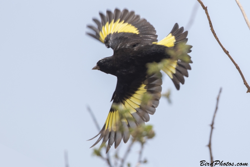 Black Siskin