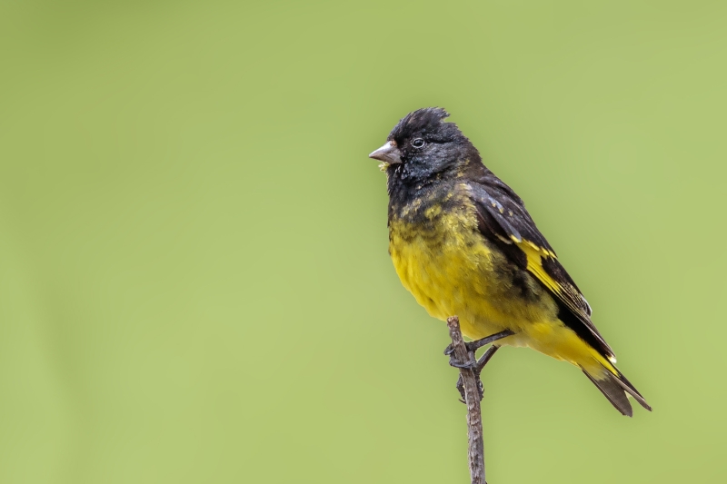 Black Siskin