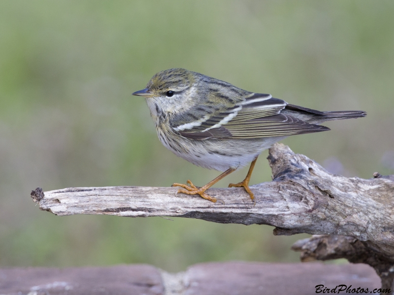 Blackpoll Warbler