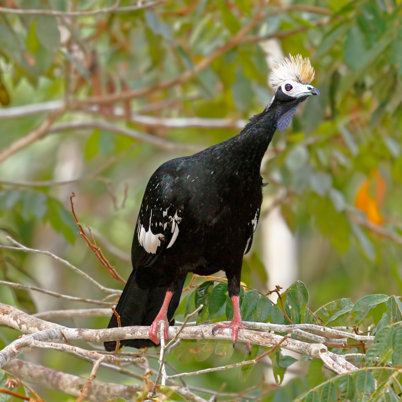 Blue-throated Piping Guan