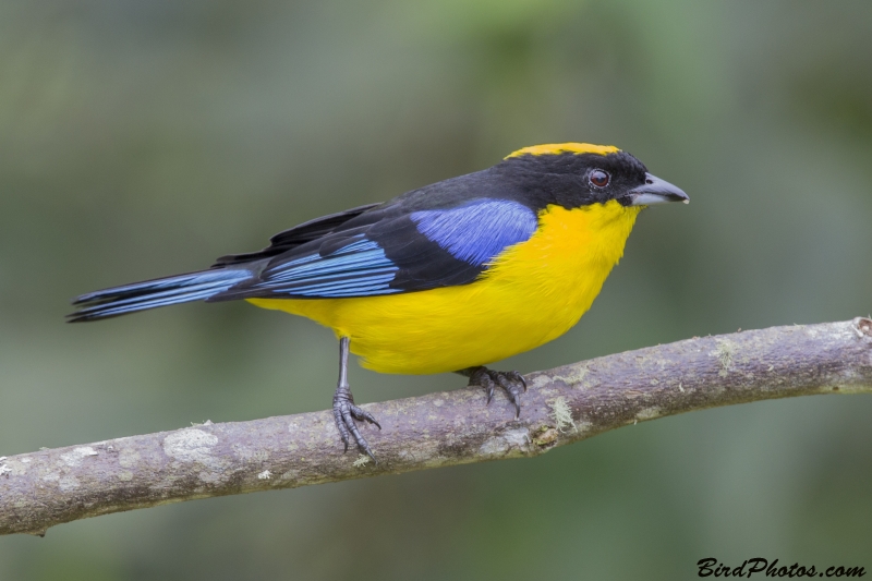 Blue-winged Mountain Tanager