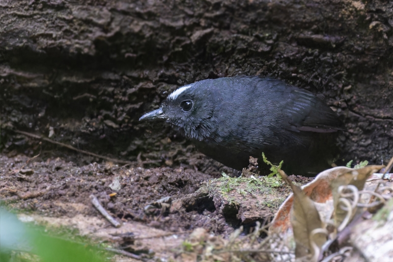 Bolivian Tapaculo