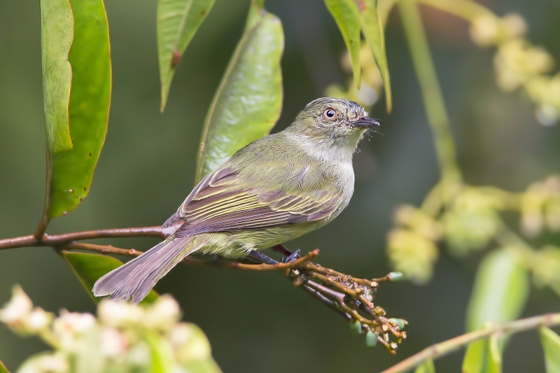 Bolivian Tyrannulet