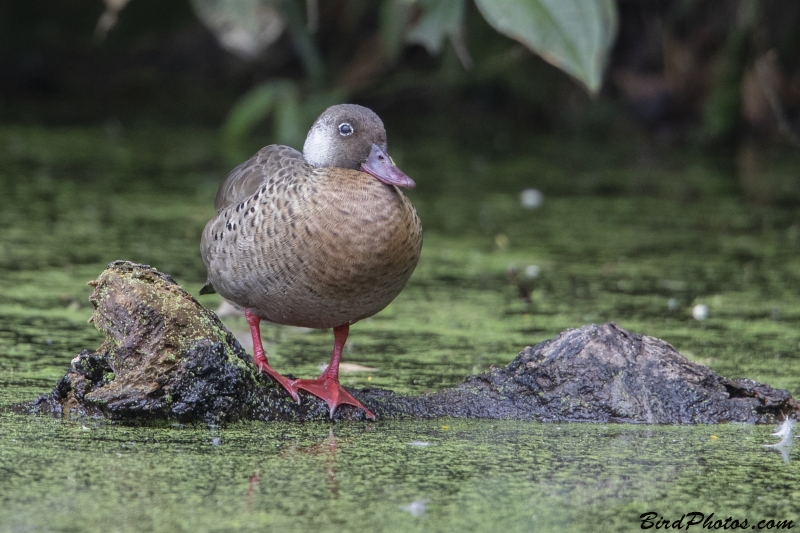 Brazilian Teal