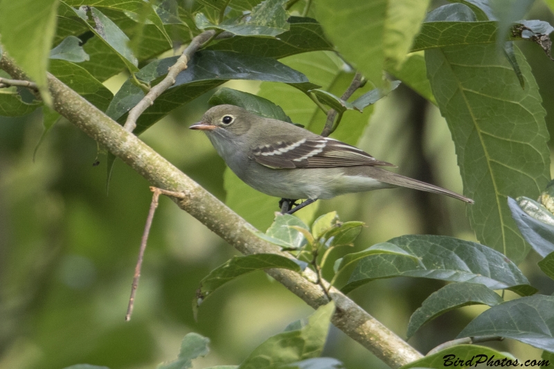 Brownish Elaenia