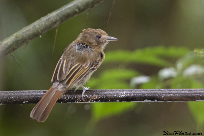 Brownish Twistwing