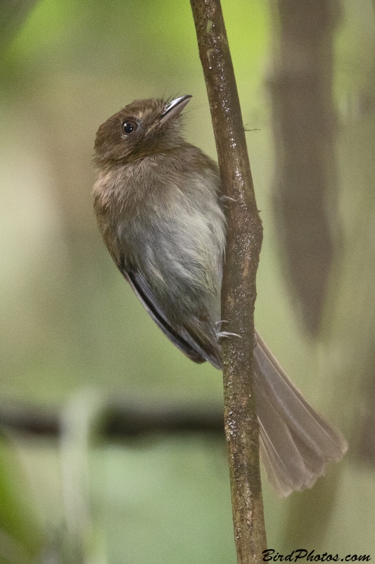 Brownish Twistwing